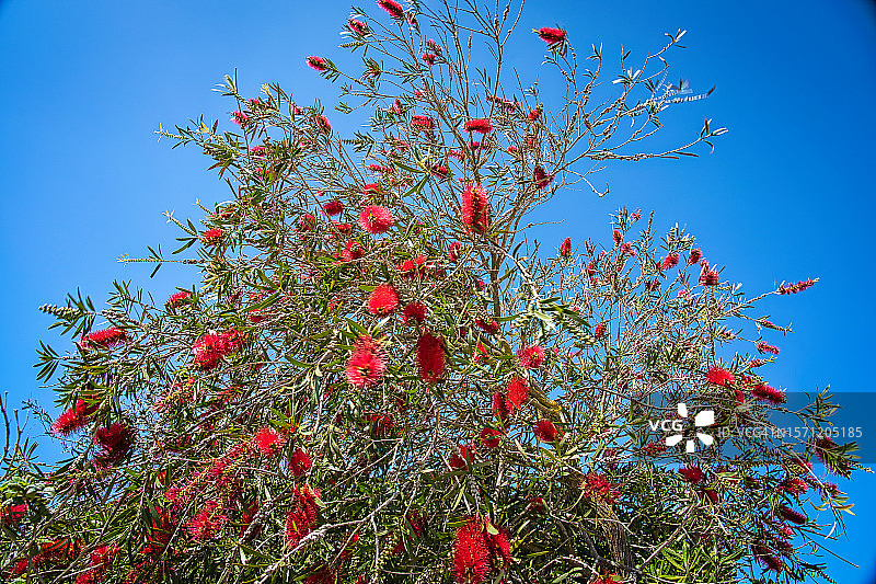 红千层图片素材