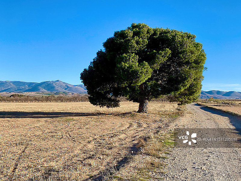 地中海松图片素材
