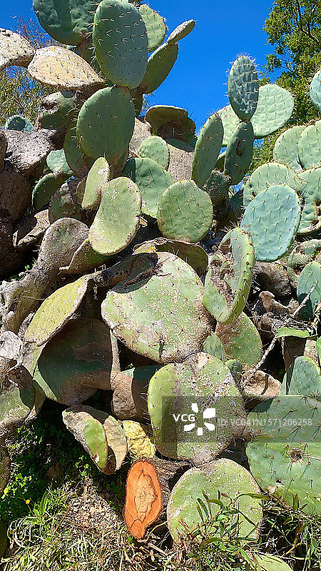 仙人掌图片素材