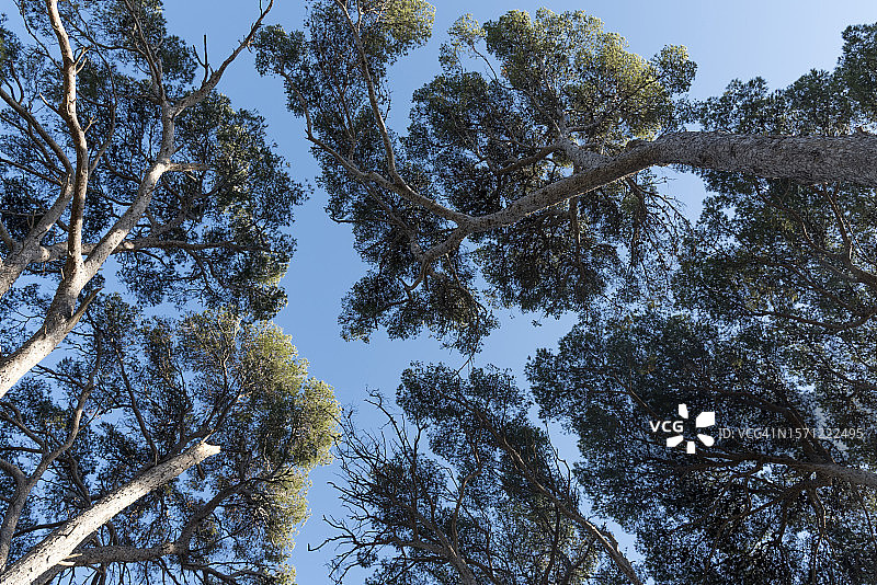 地中海沿岸的 maritime 松树图片素材
