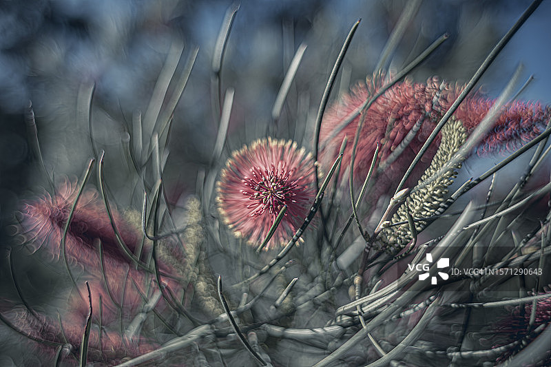 红扑克——钩叶山龙眼图片素材