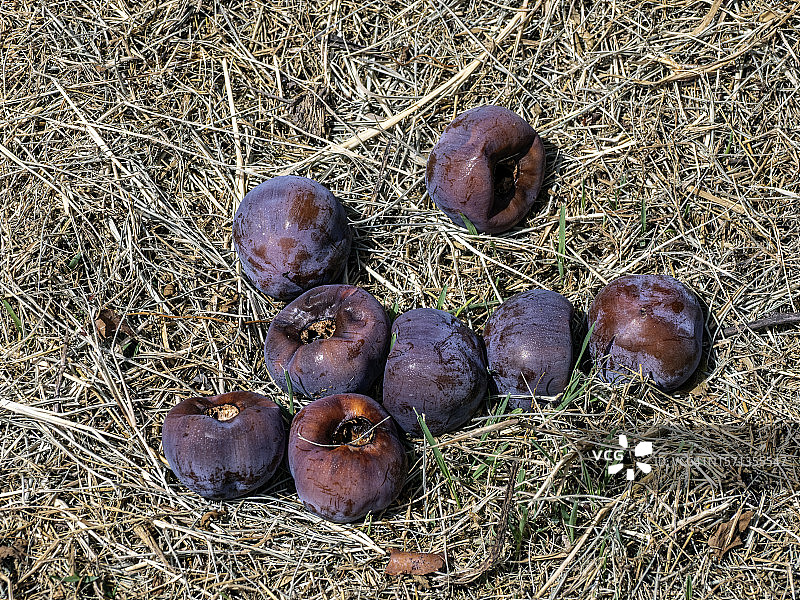 柿子树农田及落果图片素材