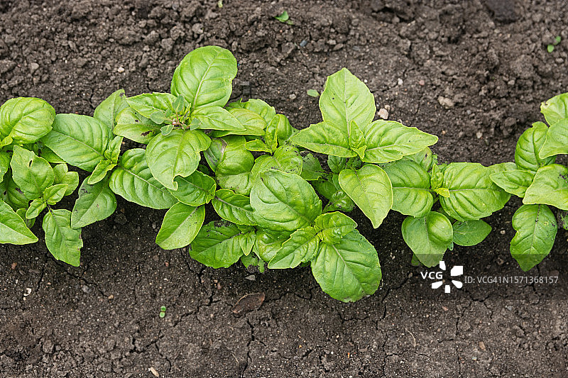 花园里生长着一排绿叶生菜（俯视图）图片素材