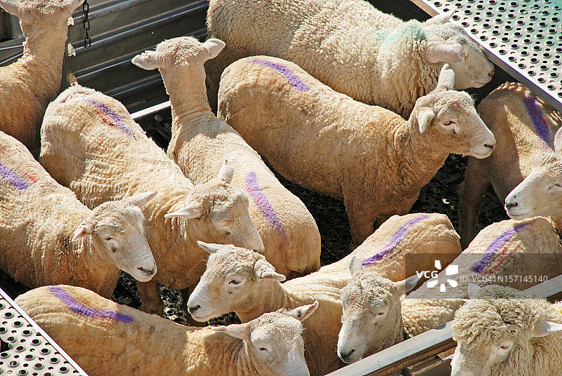 绵羊运输图片素材