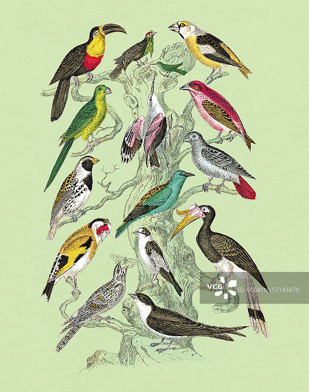 栖息着鸟群的树木图片素材