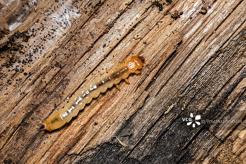 猩红火甲虫幼虫图片素材