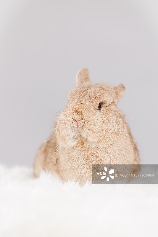 小矮人的兔子图片素材