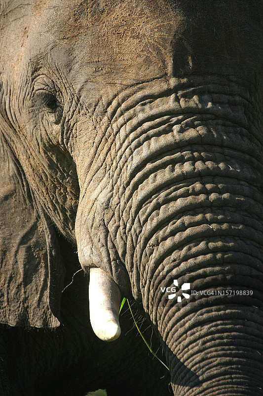 非洲象图片素材