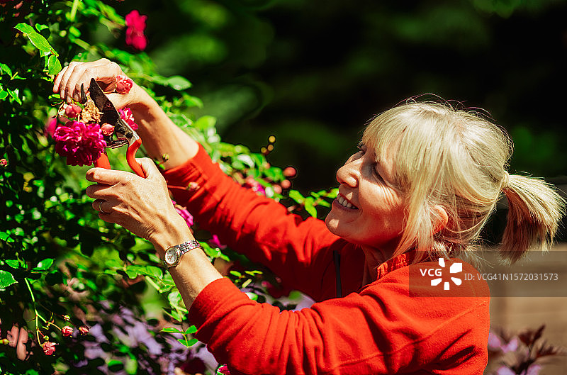 女人修剪名为亚历山大·吉罗的玫瑰图片素材