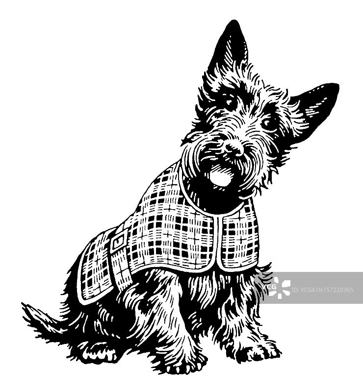 穿着格子外套的苏格兰梗犬图片素材