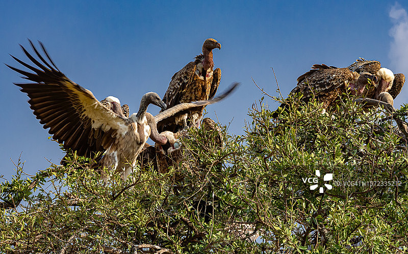 野生动物栖息在树上的白背兀鹫图片素材