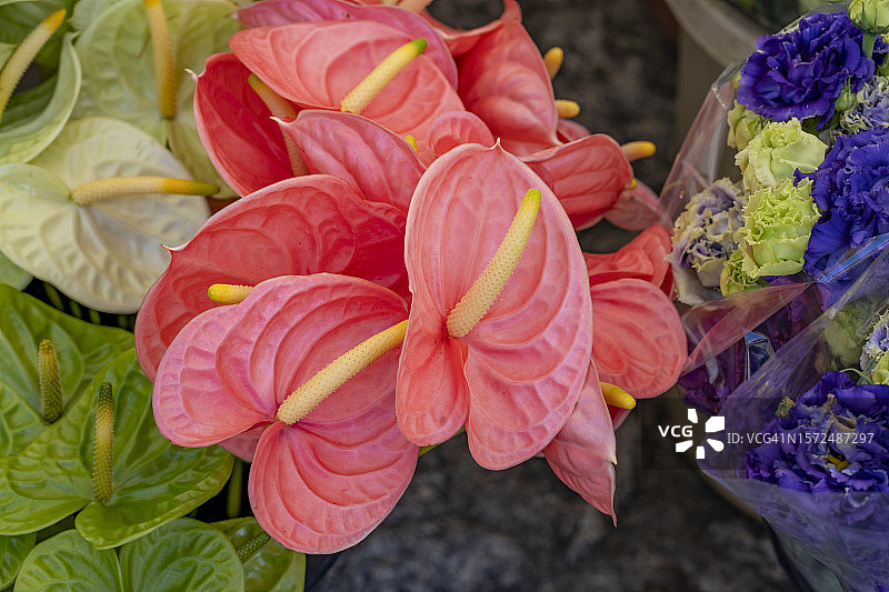 葡萄牙市场上展出的鲜艳花朵图片素材