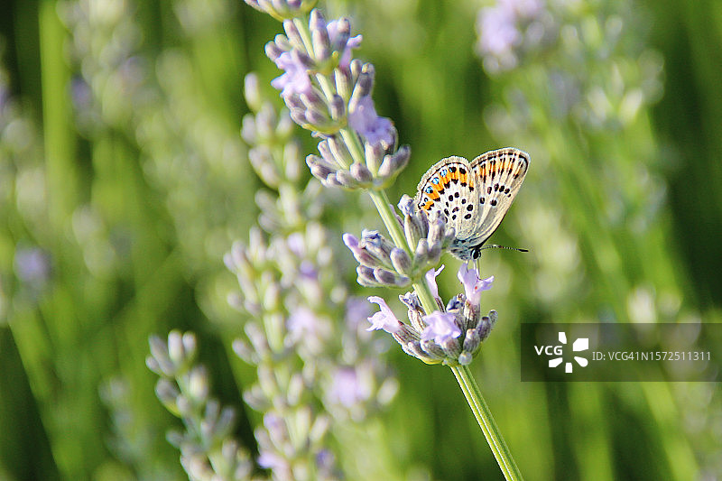 银纹灰蝶图片素材