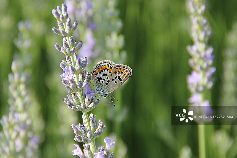 银纹灰蝶图片素材