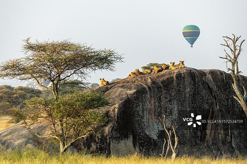 在塞伦盖蒂系列中飞越栖息在岩石上的狮群的热气球图片素材