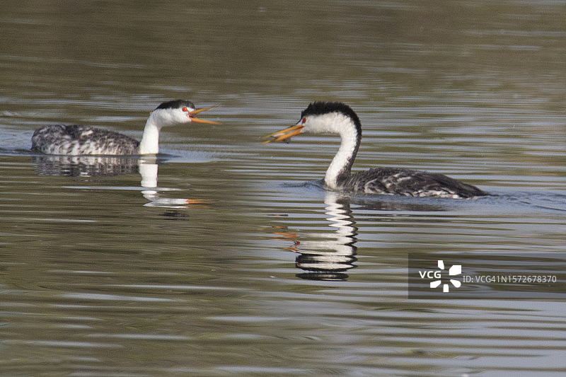 西部鸊鷉雄鸟向雌鸟求偶并带去鱼图片素材