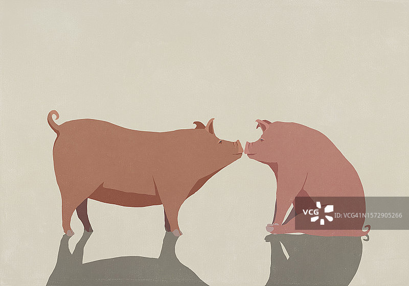 猪的各种姿势图片素材