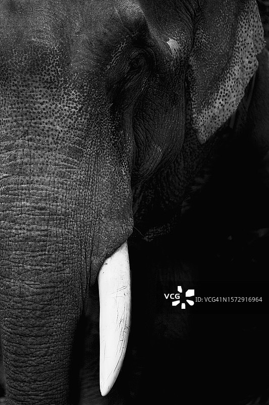 非洲象的超近距离特写图片素材