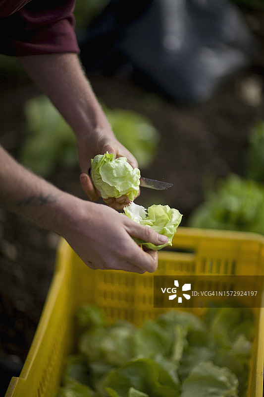 农民用刀切割生菜特写图片素材