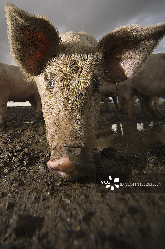 特写：猪头，大耳朵图片素材