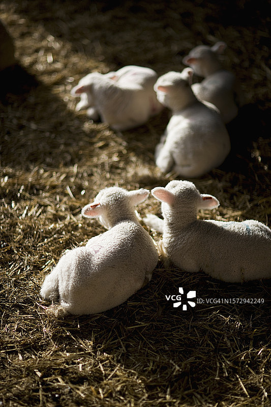 躺在稻草上的小羊图片素材