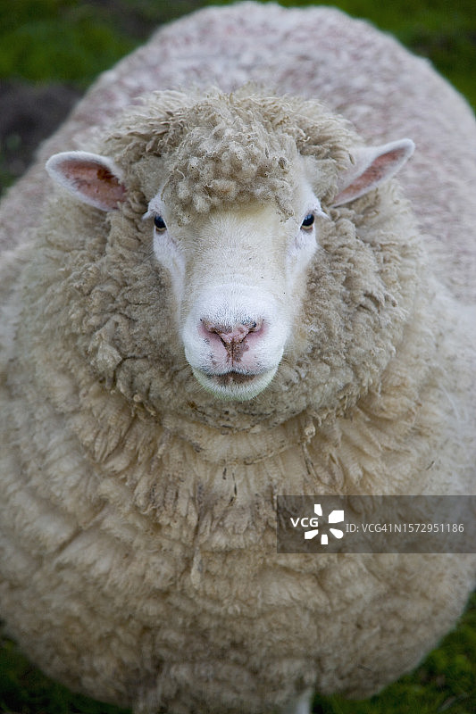 绵羊肖像图片素材