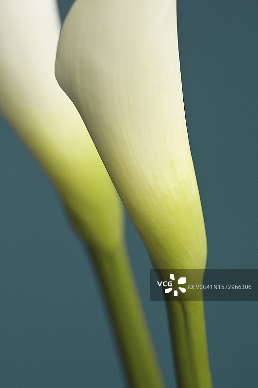 蓝色背景上的马蹄莲图片素材