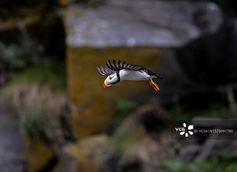 海鹦飞行图片素材