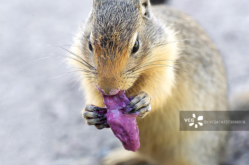 携带水果的地松鼠图片素材