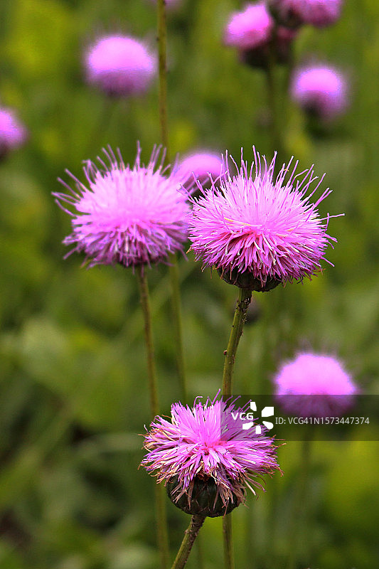 奶蓟花图片素材