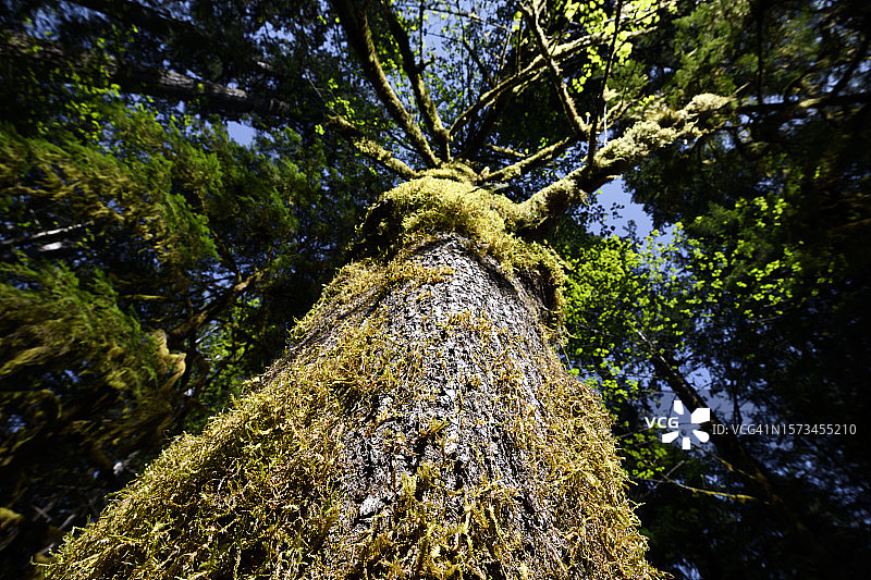 麦克米兰省立公园（大教堂树丛）图片素材
