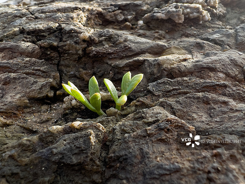 岩石裂缝中生长的多肉植物图片素材