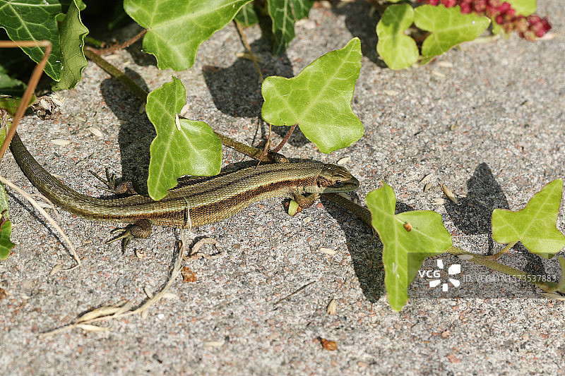一只普通蜥蜴夏天在墙上晒太阳。图片素材