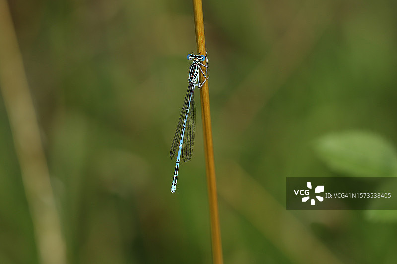 罕见的白腿豆娘（Platycnemis pennipes）夏季栖息在草茎上。图片素材