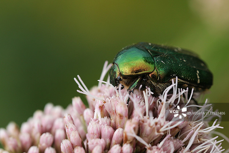 金龟子为野花授粉图片素材