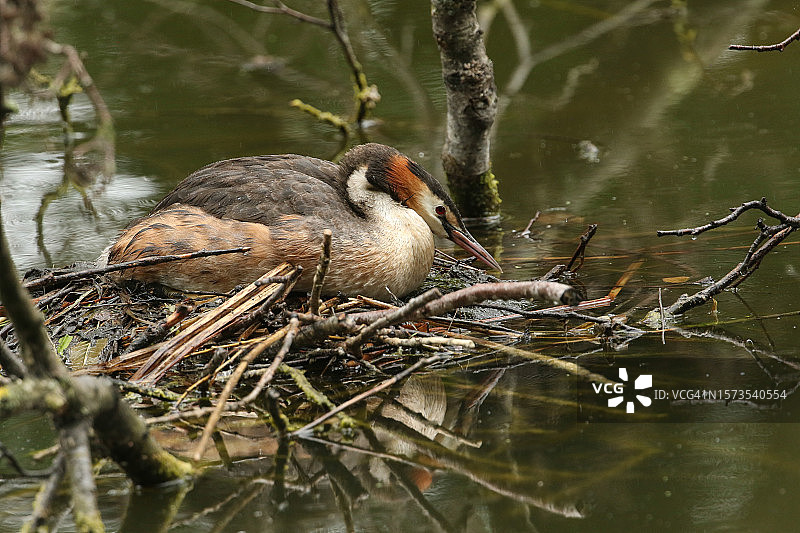 凤头鸊鷉在巢中孵蛋图片素材