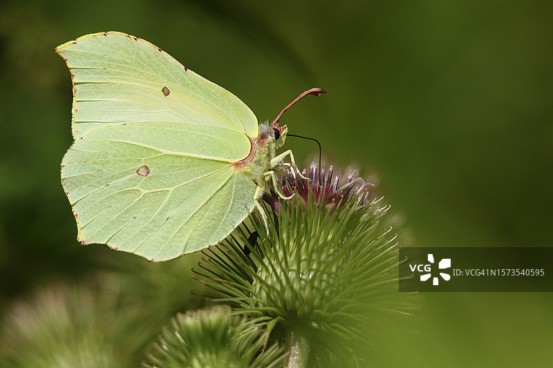 一只漂亮的粉蝶在牛蒡花上采蜜图片素材
