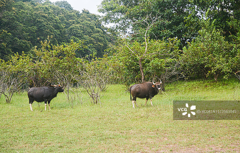 佩里亚尔国家公园图片素材