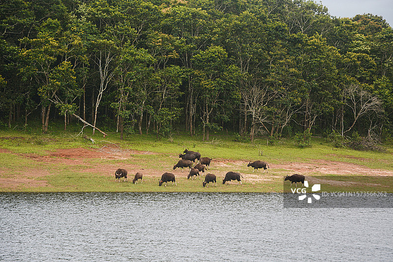 佩里亚尔国家公园图片素材