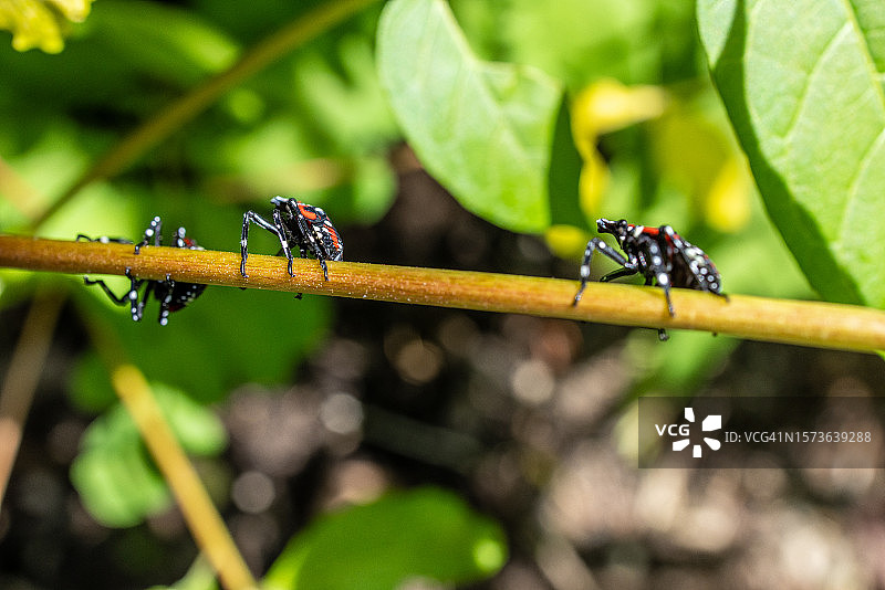 入侵的斑点灯笼蝇群飞过树枝图片素材