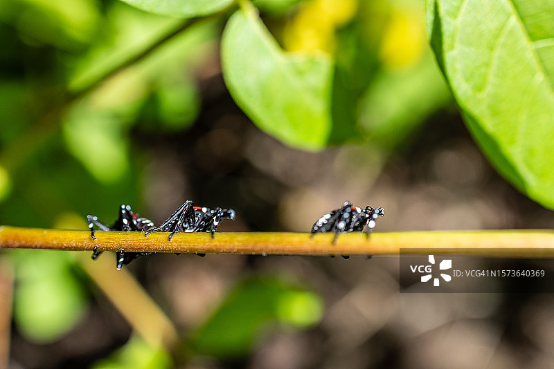 入侵的斑点灯笼蝇群飞过树枝图片素材