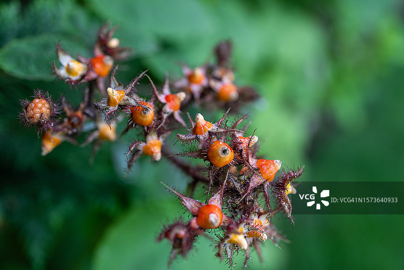 日本山莓植物果实图片素材
