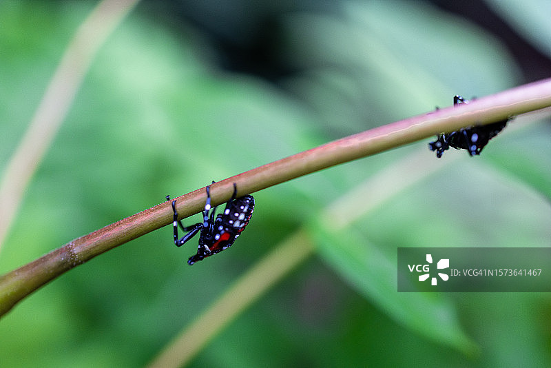 入侵的斑点灯笼蝇群倒挂在树枝上图片素材