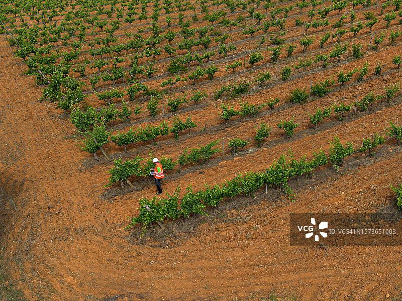 男人从葡萄园中抽取质量控制样本图片素材