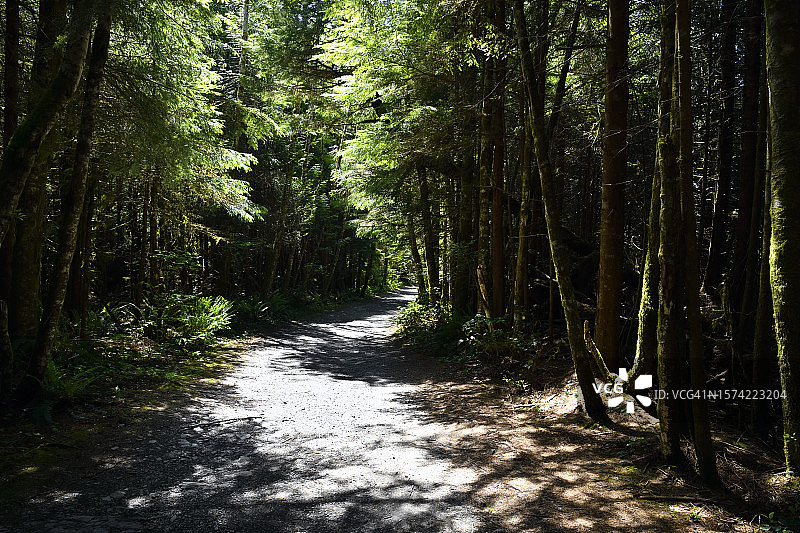 通往植物海滩的小路图片素材