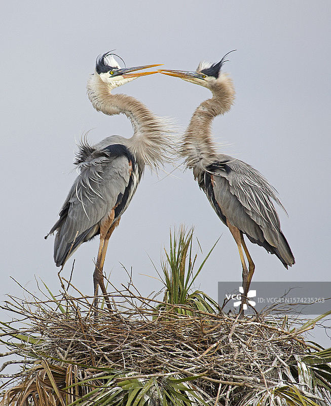 大蓝鹭图片素材