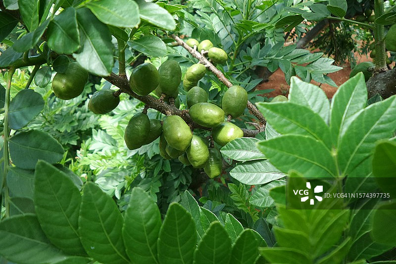 巴西木果图片素材