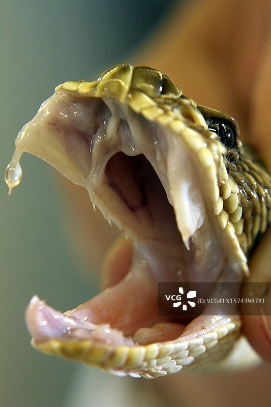 响尾蛇图片素材