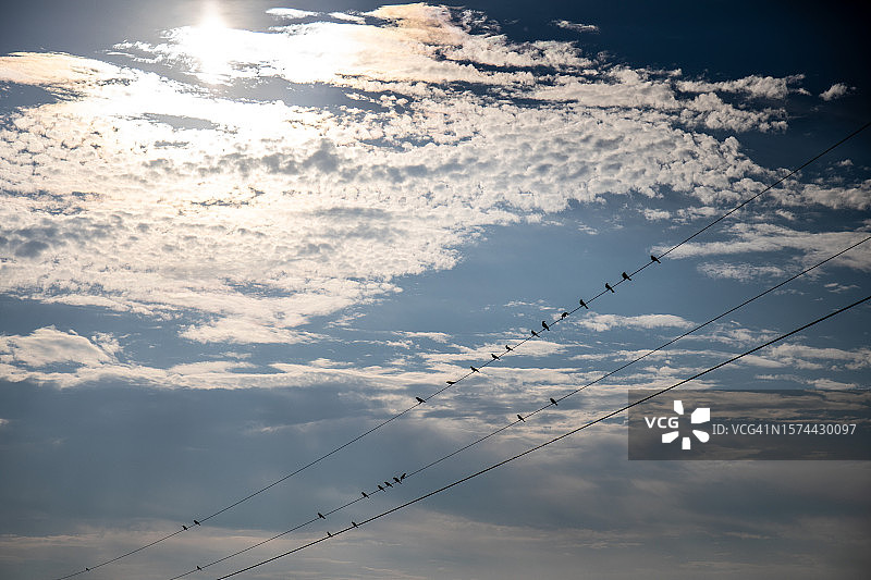 电线上的鸟图片素材