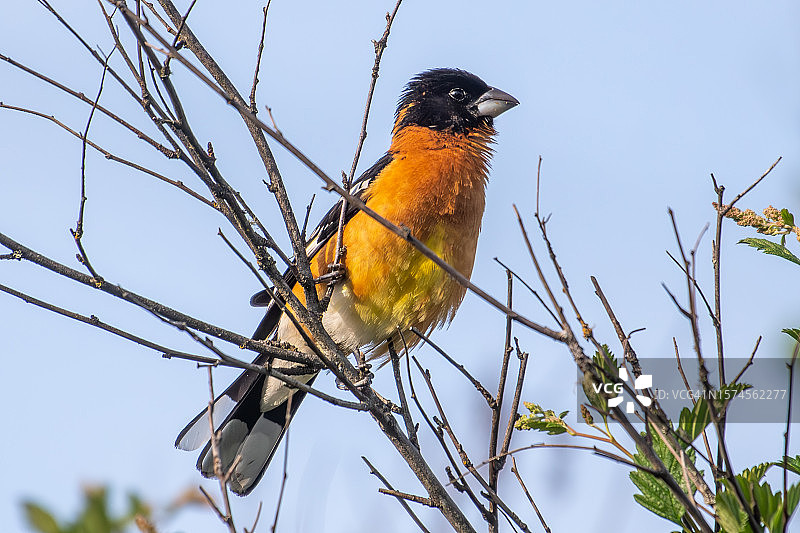 栖息在树上的黑头灰雀，加拿大不列颠哥伦比亚省图片素材
